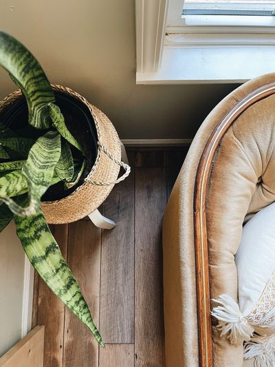 small spaces, big impact: the best indoor plants for apartments
